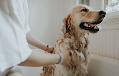 A golden retriever getting a bath, with a person lathering its fur.